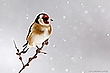 Im Schneegestöber