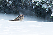 Verzweifelte Futtersuche im Schneesturm
