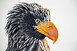 Riesenseeadler Wildlife...