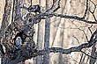 Im Wald des Habichtskauzes