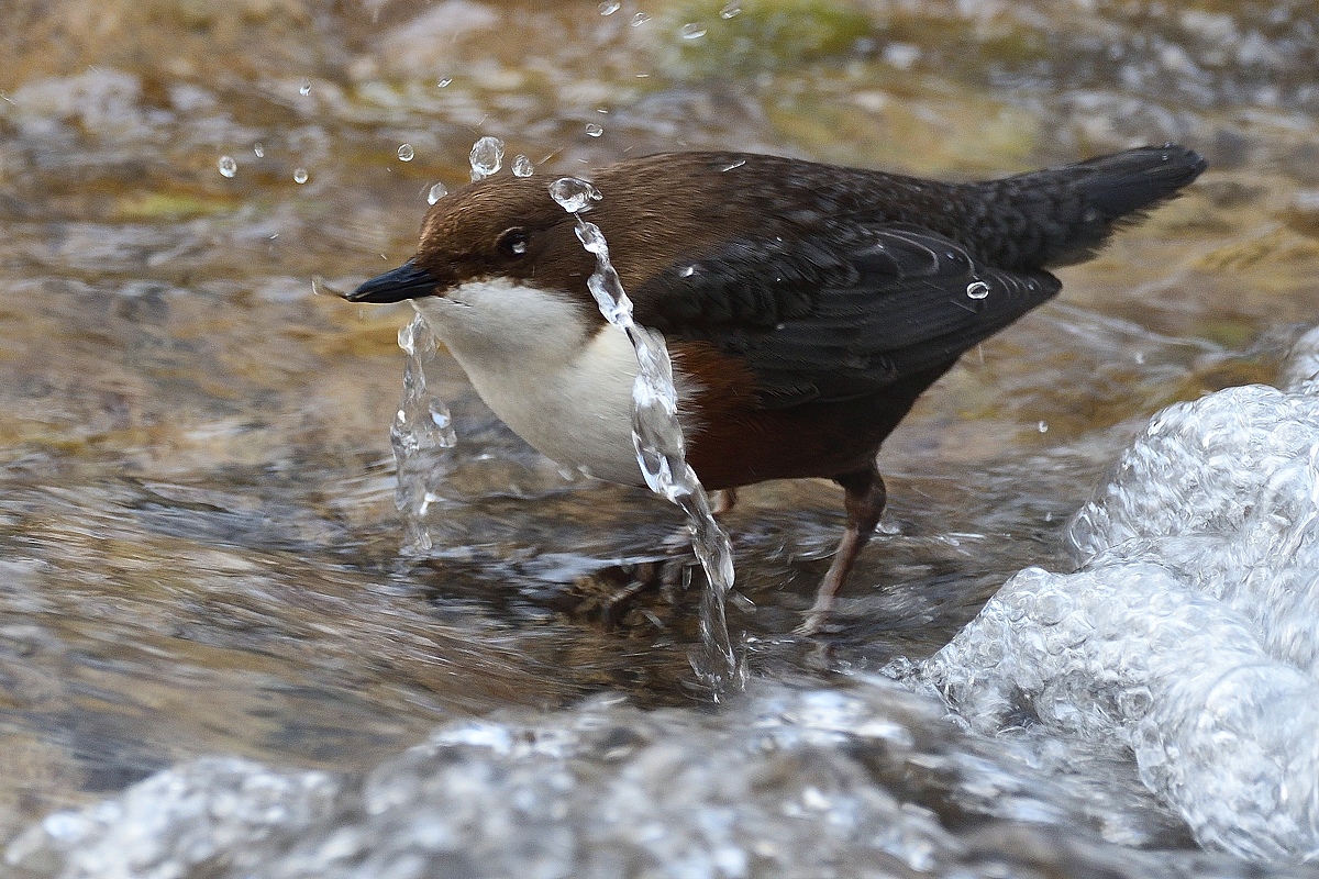 Wasseramsel....