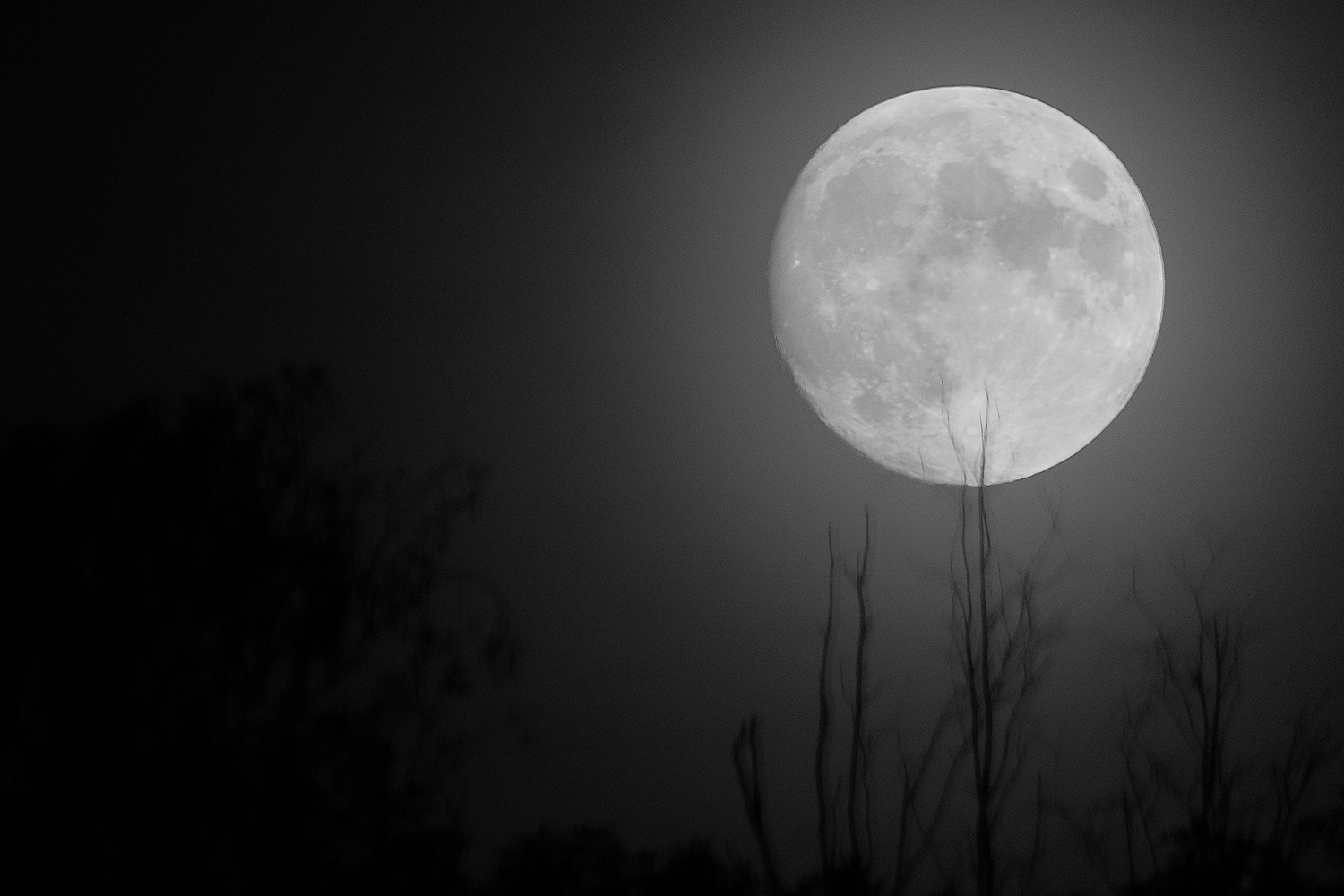 den Mond gekitzelt