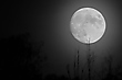 den Mond gekitzelt