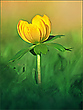 *Sonnenblümchen*