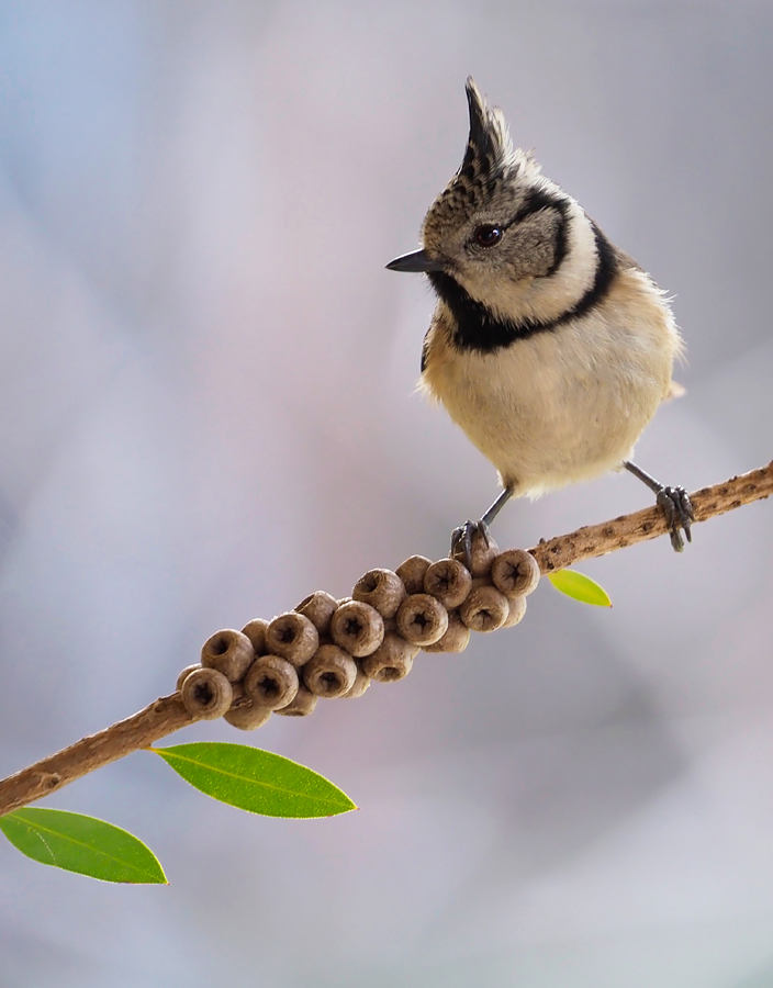 Allerliebste Haubenmeise