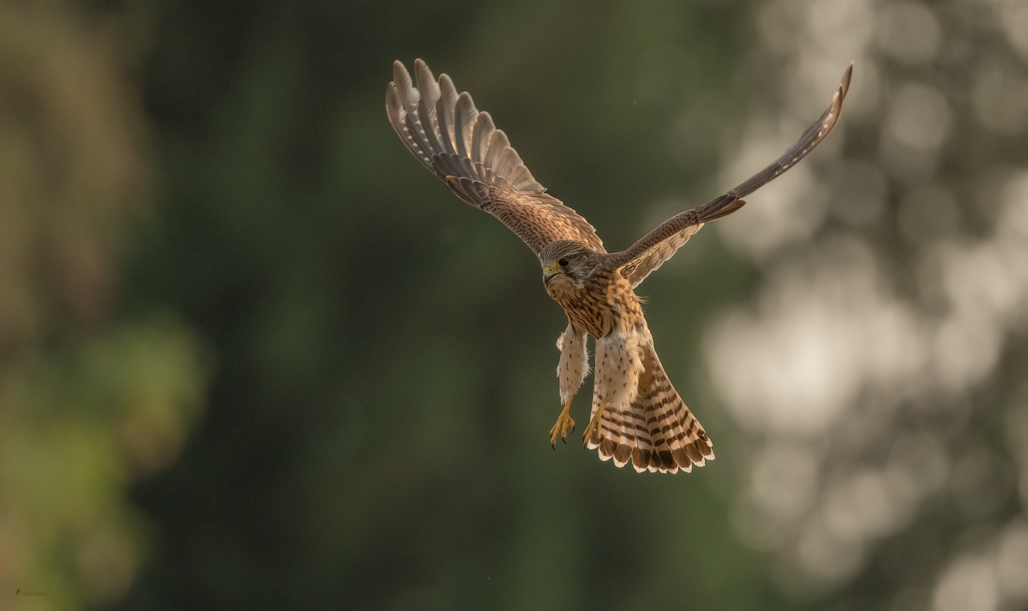 Turmfalke im Anflug