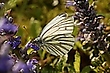 Pieris napi