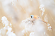 Winterliche Bartmeise