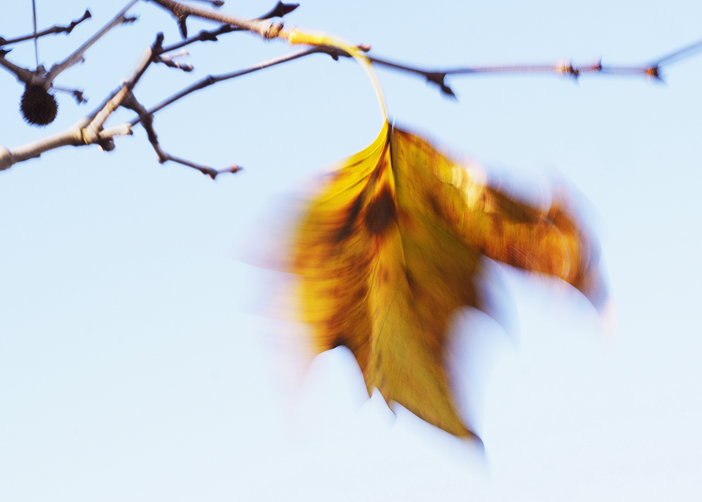 Blatt im Wind