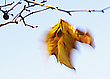 Blatt im Wind