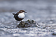 Wasseramsel