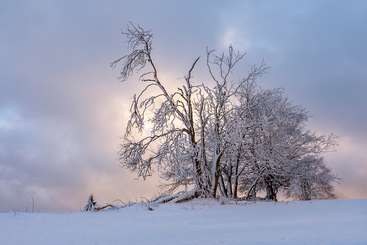 Winterbäume