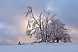 Winterbäume