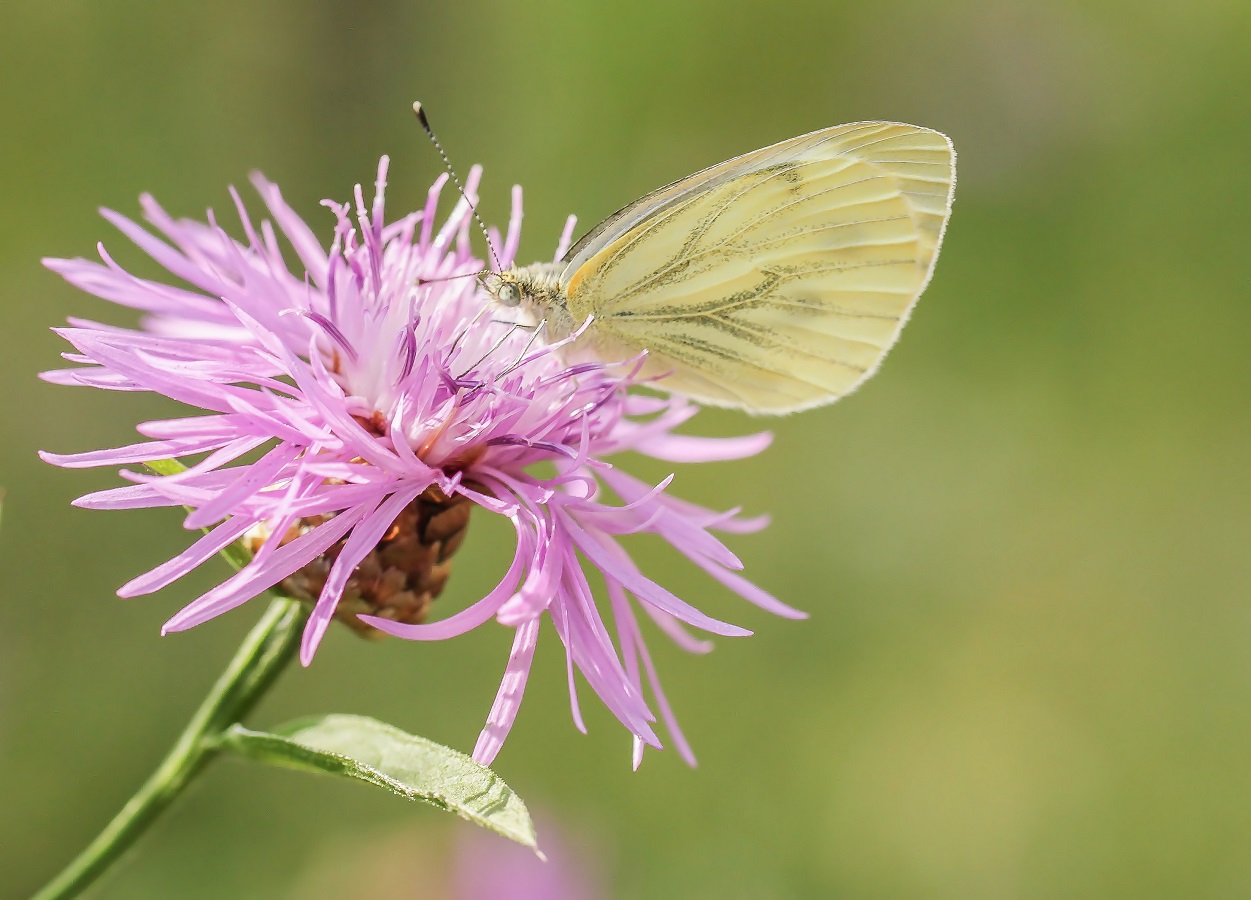 Pieris napi II