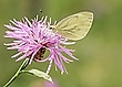 Pieris napi II