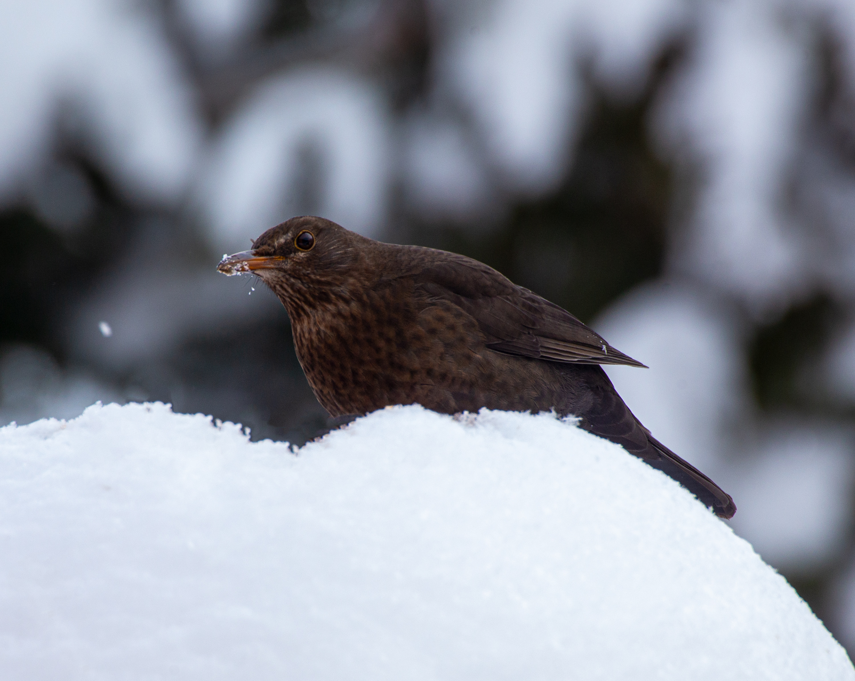 Amsel mit Bart