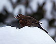 Amsel mit Bart