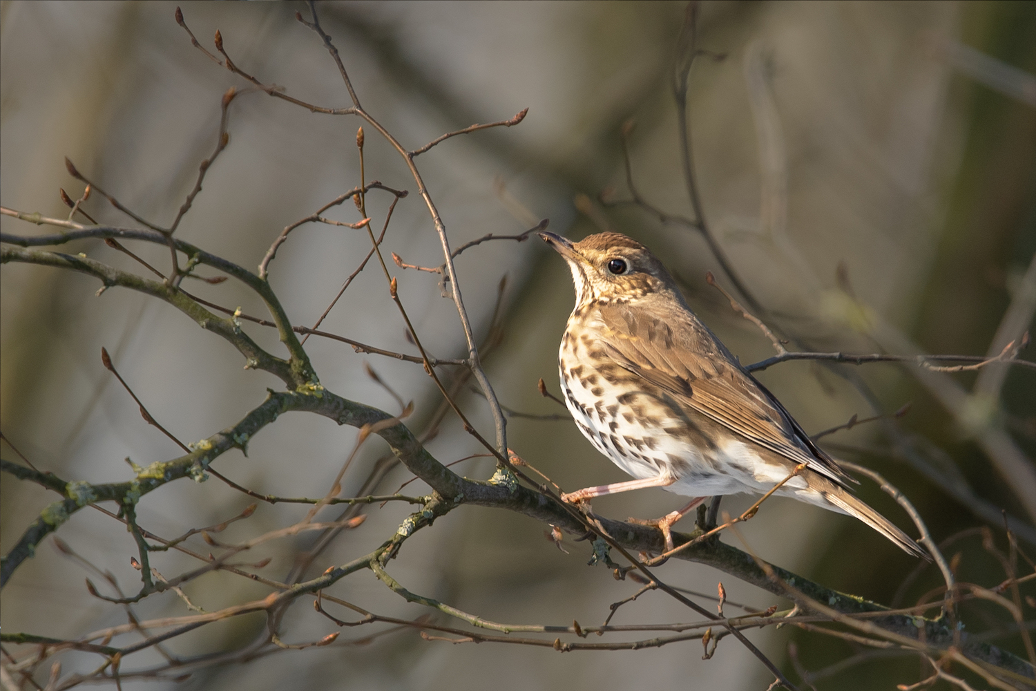 Wintergast Singdrossel