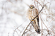 Turmfalke