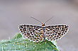 Alucita-hexadactyla