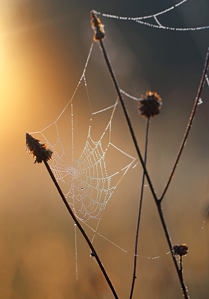 Tau-Netz im Morgenlicht