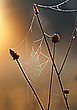 Tau-Netz im Morgenlicht