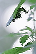 Raupe des C-Falters