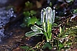 Eisblumen