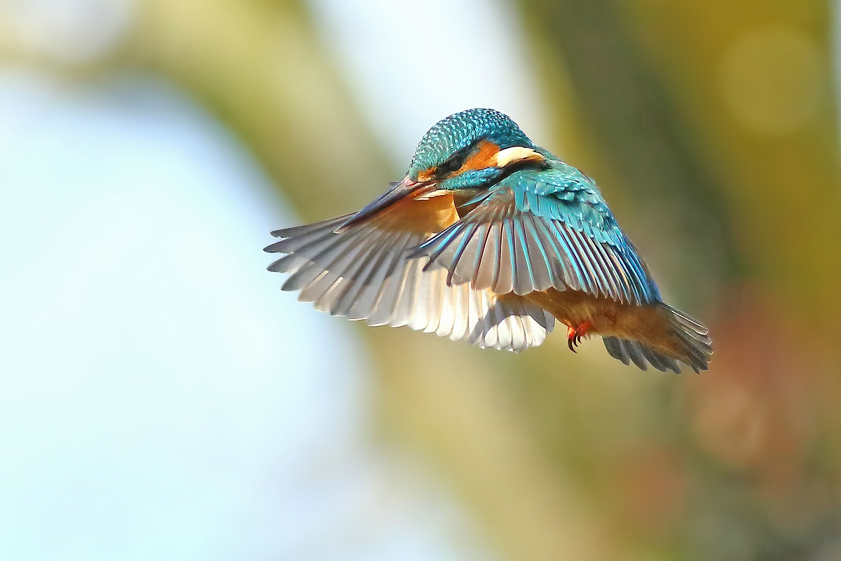 Rüttelflug