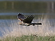 Hudsonweihe im Flug (Weibchen)