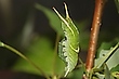 Apatura ilia
