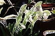 Eisblumen II