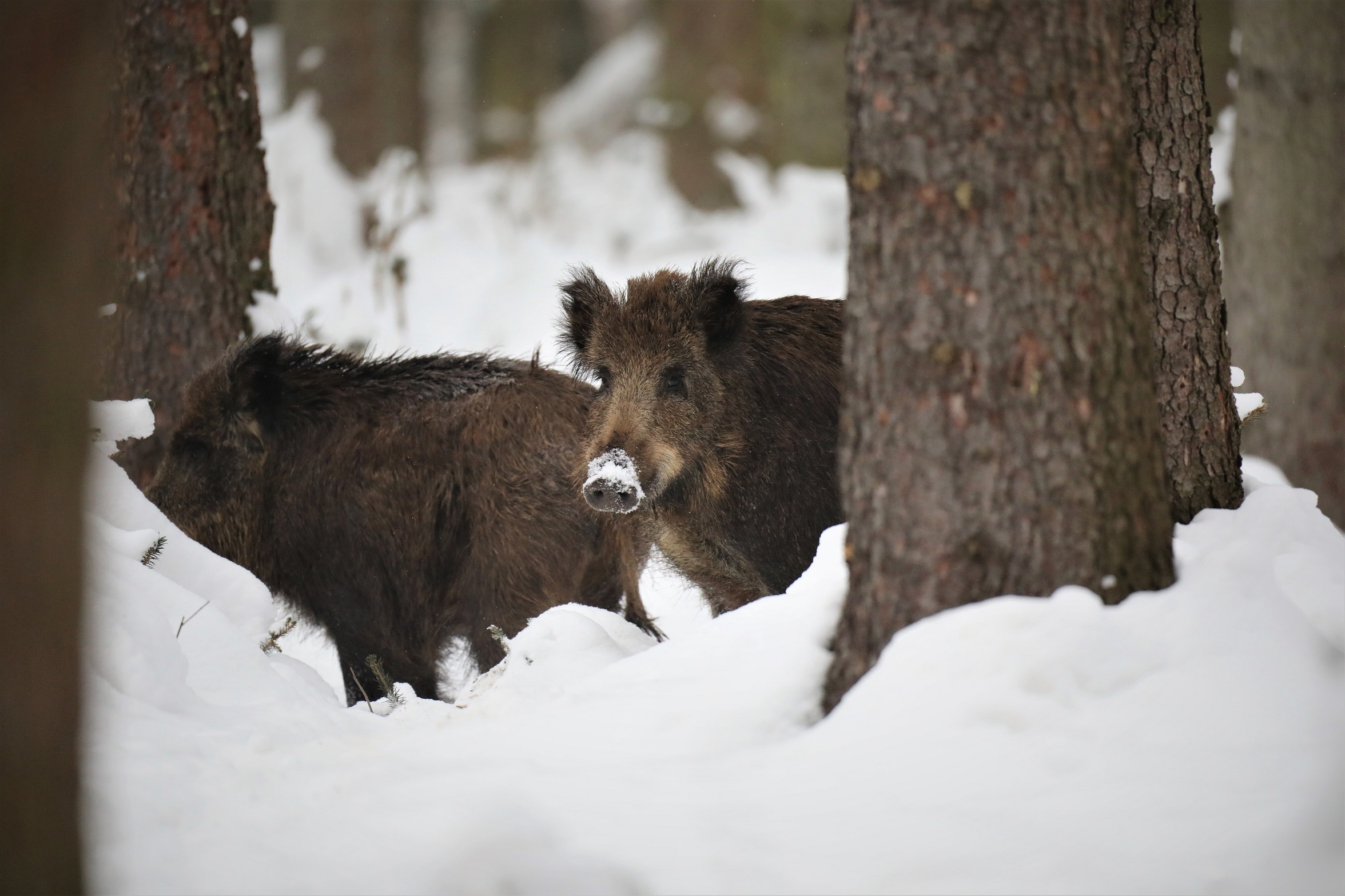 Wildschwein ( Sus scrofa )