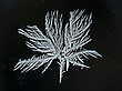 Stundenblume