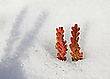 ... Schneehase...
