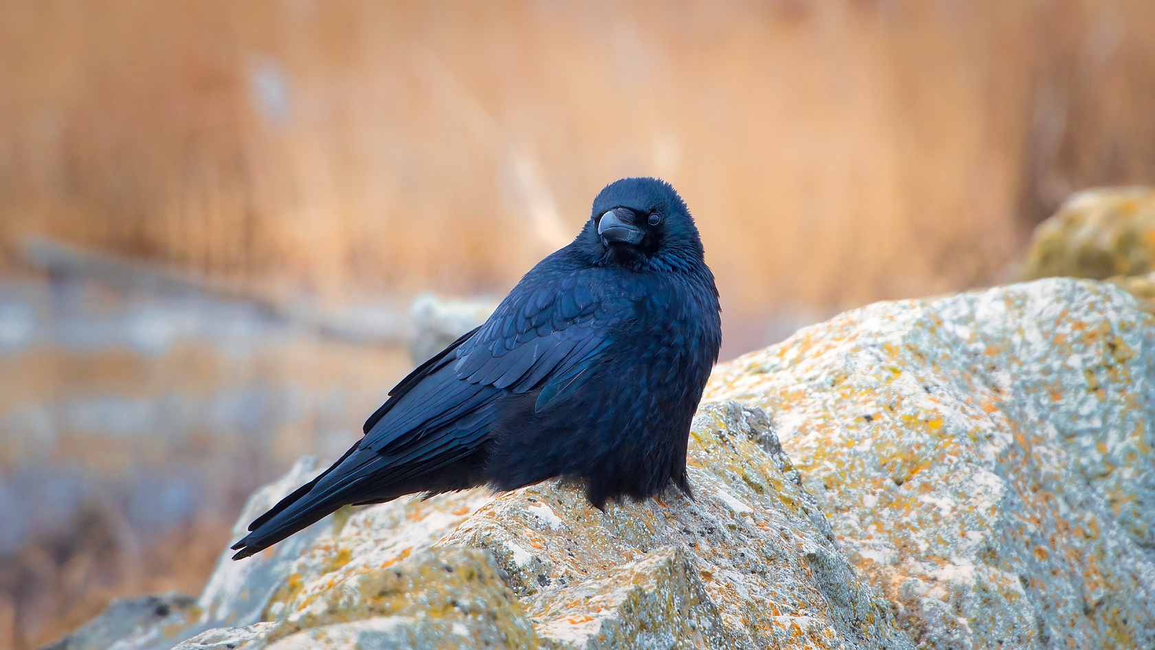 Rabe am frieren... (Forum für Naturfotografen)