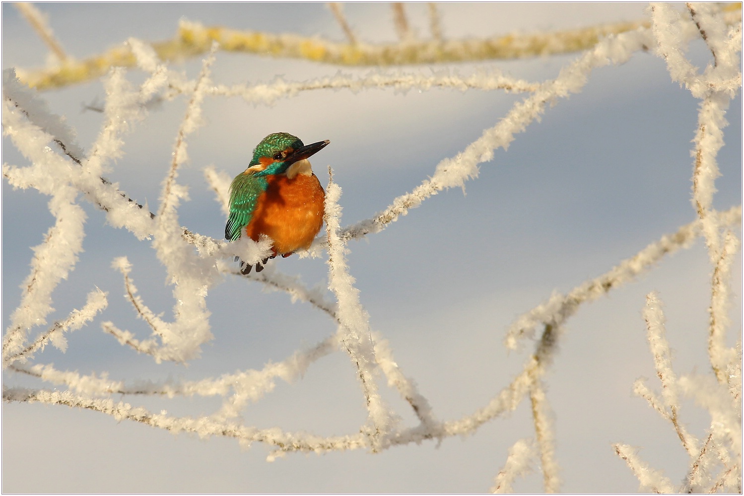 Eisvogel
