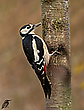 Buntspecht Männchen