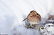 Bekassine im Schnee