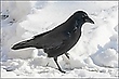 Krähe