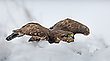 Mit Vollgas durch den Schnee