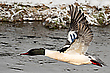 Gänsesäger