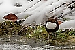 Wasseramsel......
