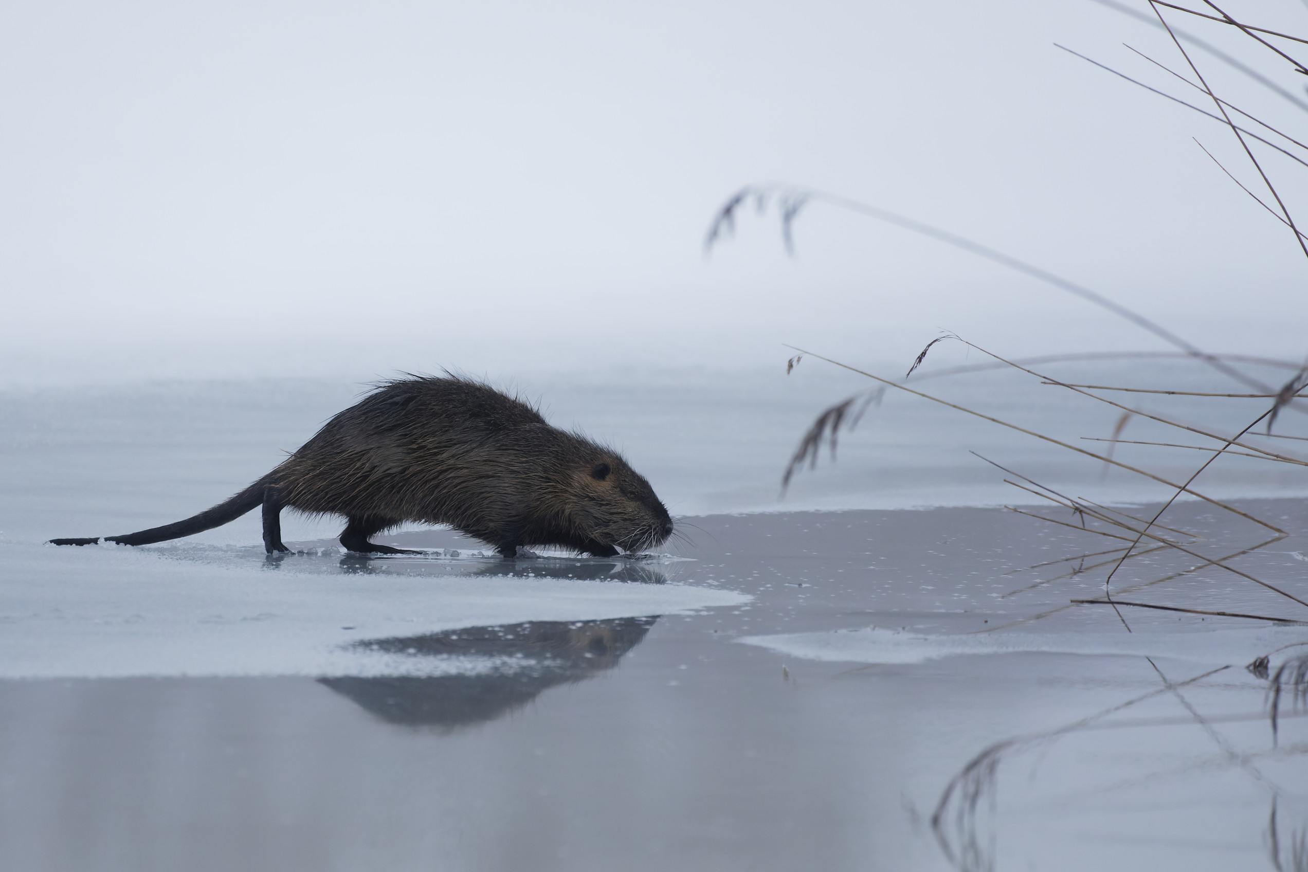 Nutria auf Eis