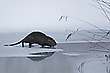 Nutria auf Eis