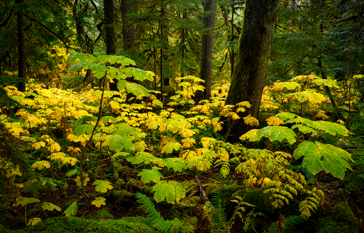 Rainforest