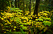 Rainforest