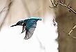Eisvogelflug