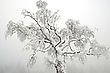 Schneebaum