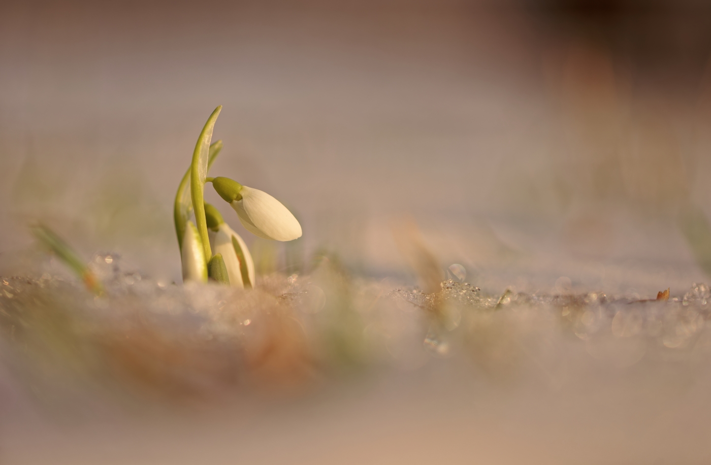 Glöckchen im Schnee